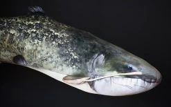 Elite Meerval Kussen -Fishing Gear Verkoop elite meerval kussen 2