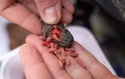 Preston Icm Maggot Feeder -Fishing Gear Verkoop preston icm maggot feeder 2