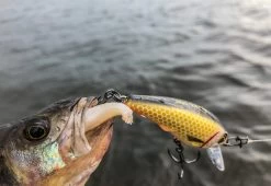 Westin Bully Bite -Fishing Gear Verkoop westin bully bite 2